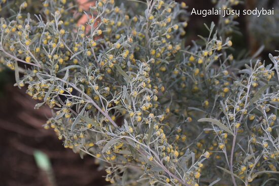 Pelynas (Artemisia absinthium)