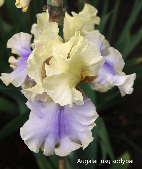 Vilkdalgis (Iris, TB) 'Pieno Puta'