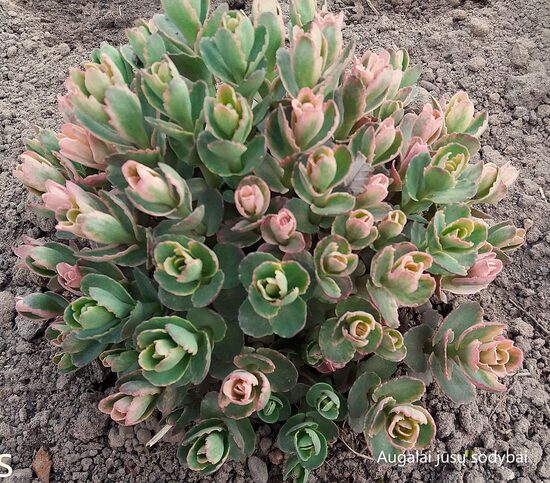 Šilokas (Sedum) 'Winky'