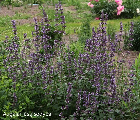 Katžolė (Nepeta) 'Poseidon'