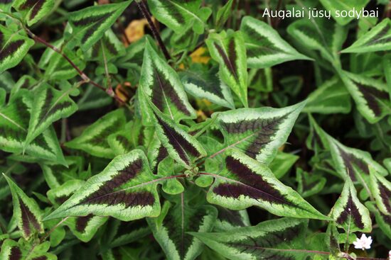Rūgtis (Persicaria microcephala) 'Purple Fantasy'