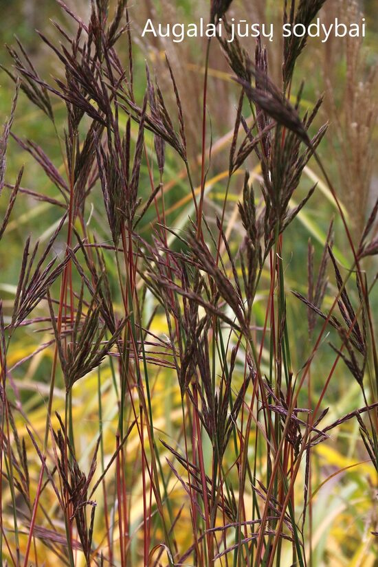 Barzdotis (Andropogon hallii) JS 'Purple Konza'