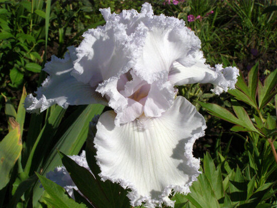 Vilkdalgis (Iris) 'Queen of Angels'