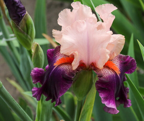 Vilkdalgis (Iris) 'Raudonbarzdis'