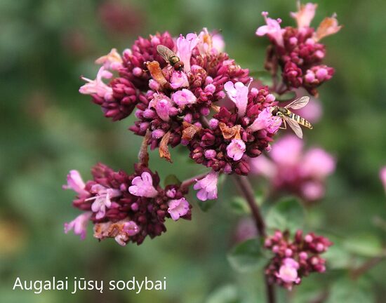 Raudonėlis (Origanum laevigatum) 'Rosenkuppel'