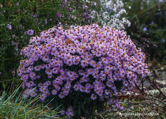Krūminis astras (Aster dumosus) ‘Rozika'