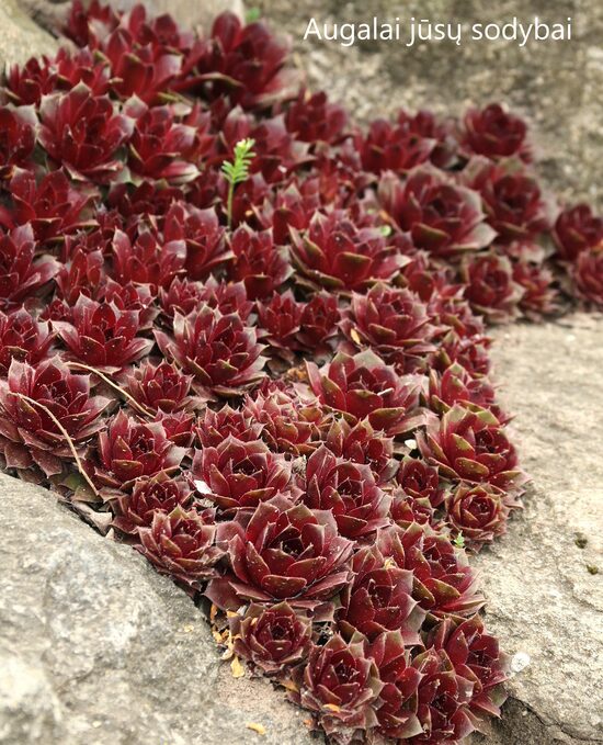 Šilropė (Sempervivum) 'Rubin'