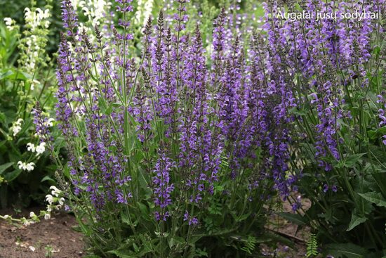 Gojinis šalavijas (Salvia nemorosa) 'Rugen'