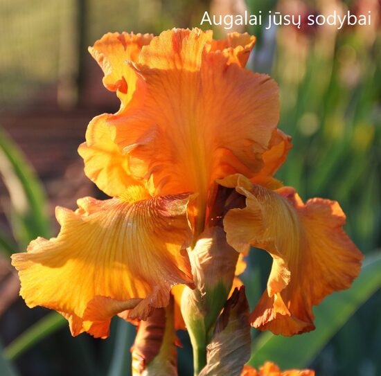 Vilkdalgis (Iris, TB) 'Rustic Cedar'