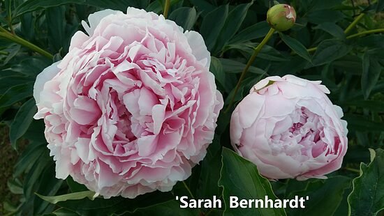 Bijūnas (Paeonia) 'Sara Bernhardt'