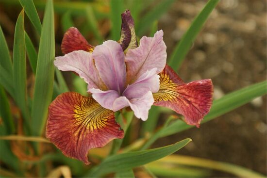 Sibirinis vilkdalgis (Iris sibirica) 'Hot Sketch'