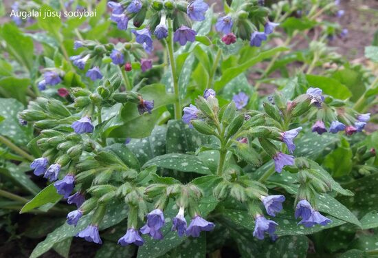 Plautė šlakuotoji (Pulmonaria saccharata)