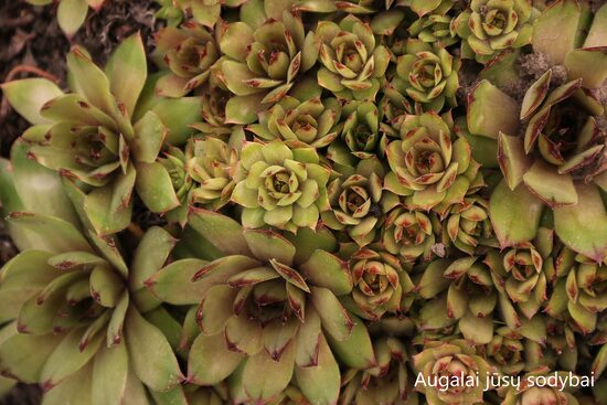 Šilropė (Sempervivum) 'Saharasonne'