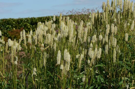 Kanadinė kraujalakė (Sanguisorba canadensis)
