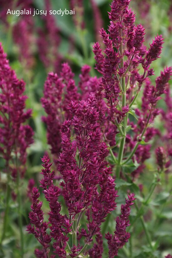 Gojinis šalavijas (Salvia nemorosa) 'Schwellenburg'