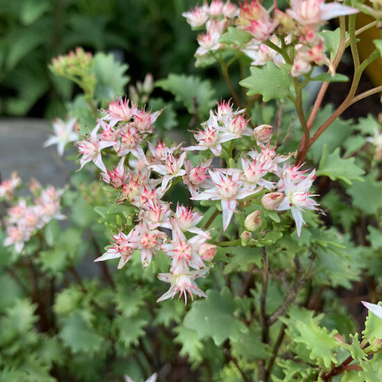 Tuopalapis šilokas (Sedum populifolium) 'Janet Poor'