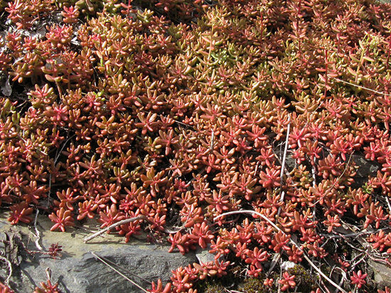 Šilokas (Sedum album) 'Laconicum'