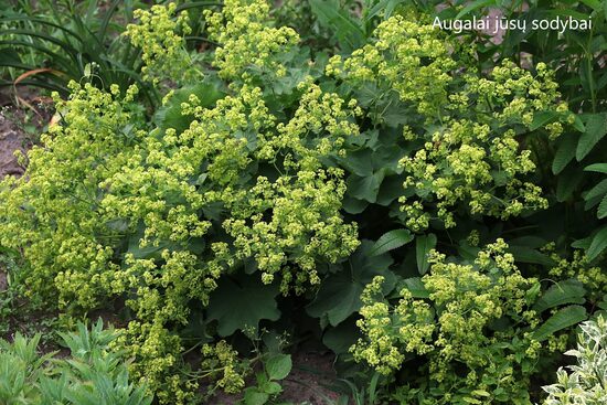 Rasakila švelnioji (Alchemilla mollis) 'Select'