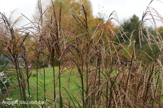Kininis miskantas (Miscanthus sinensis) 'Serengeti'