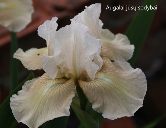 Vilkdalgis (Iris) 'Smitten Kitten'