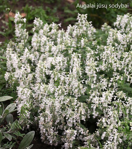 Kekinė katžolė (Nepeta racemosa) 'Snowflake'