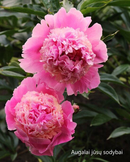 Bijūnas (Paeonia) 'Sorbet'
