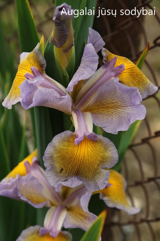 Vilkdalgis (Iris spuria) 'Betty Cooper' 