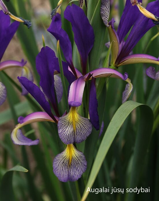 Vilkdalgis (Iris spuria) 'Farolito' 