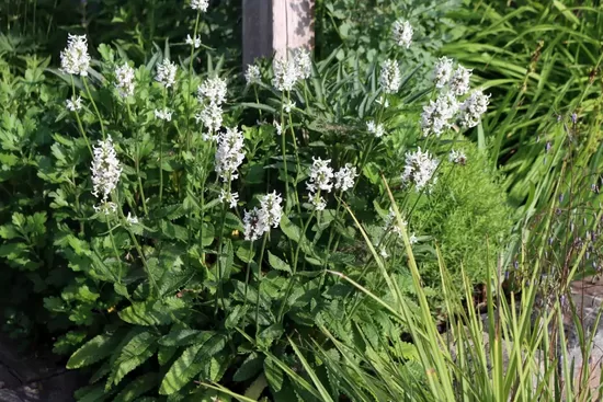 Notra (Stachys nivea)