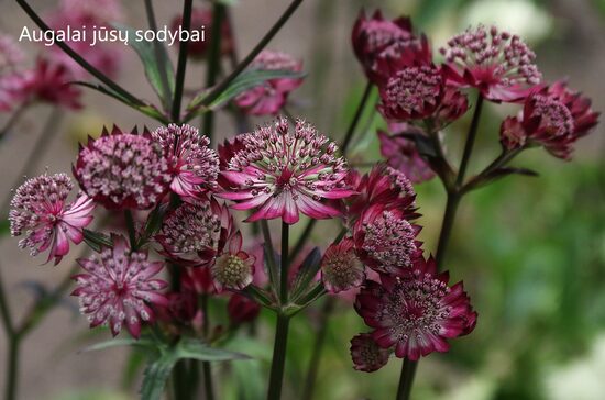 Astrancija didžioji (Astrantia major) 'Star of Love'