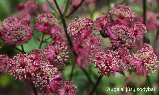 Astrancija didžioji (Astrantia major) 'Star of Love'
