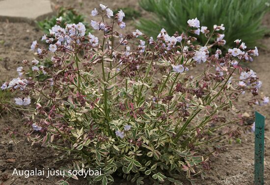 Palemonas (Polemonium reptans) 'Stairway to Heaven'