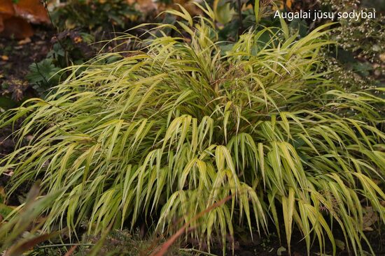 Hakonė didžioji (Hakonechloa macra) 'Stripe It Ritch'