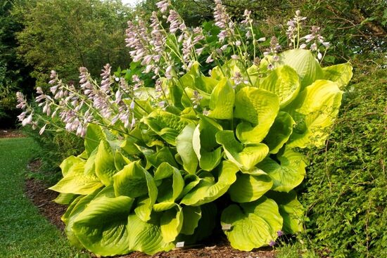 Melsvė (Hosta) 'Sum and Substance'