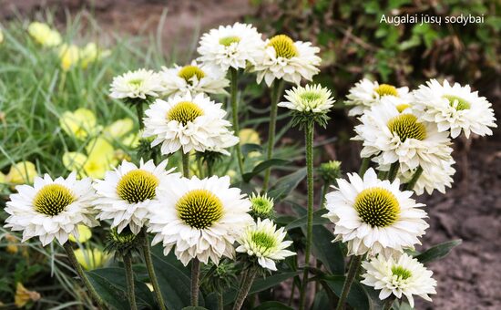 Ežiuolė (Echinacea) 'Sunseekers White Perfection'
