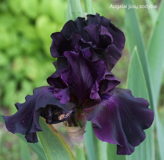 Vilkdalgis (Iris) 'Superstition'