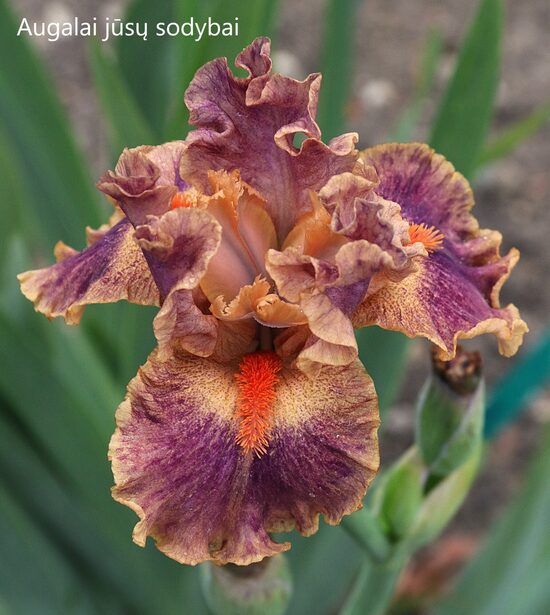 Vilkdalgis (Iris) 'Synergy'