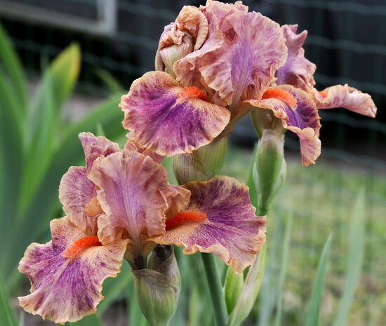 Vilkdalgis (Iris) 'Synergy'