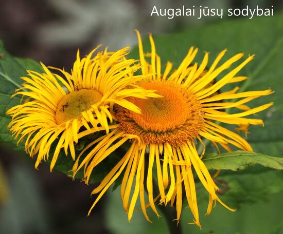 Jautakė puošnioji (Telekia speciosa)