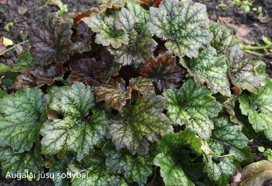 Telima didžiažiedė (Tellima grandiflora) 'Moorblut'