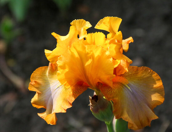 Vilkdalgis (Iris) 'Utomlionnaya Solntsa'