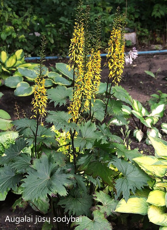 Gaurė (Ligularia) b.p.
