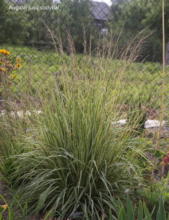 Melvenė melsvoji  (Molinia caerulea) 'Variegata'