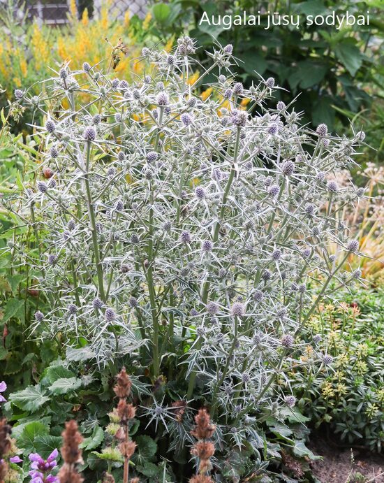 Zunda (Eryngium variifolium) 'Miss Marble'