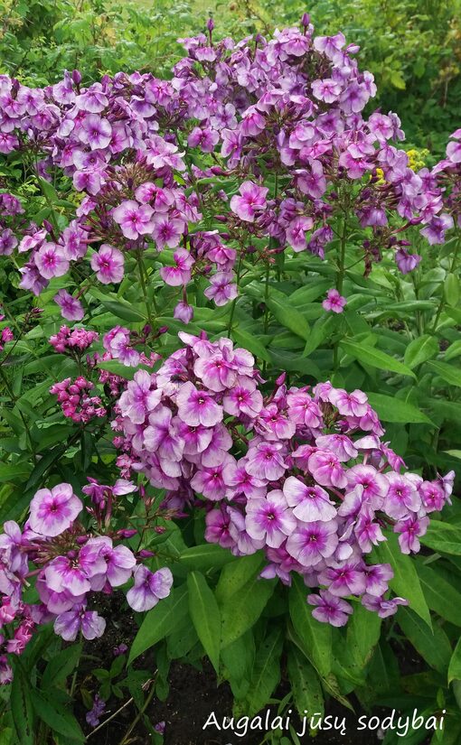 Šluotelinis flioksas (Phlox paniculata) 'Venets'