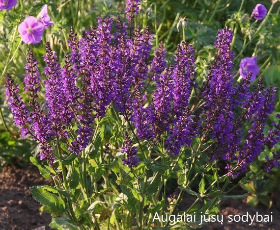  Gojinis šalavijas (Salvia nemorosa) 'Viola Klose'