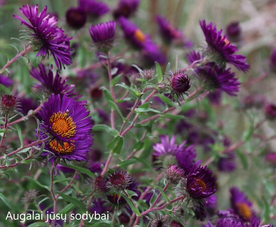 Šiurkščialapis astras (Aster novae-angliae) 'Violetta'