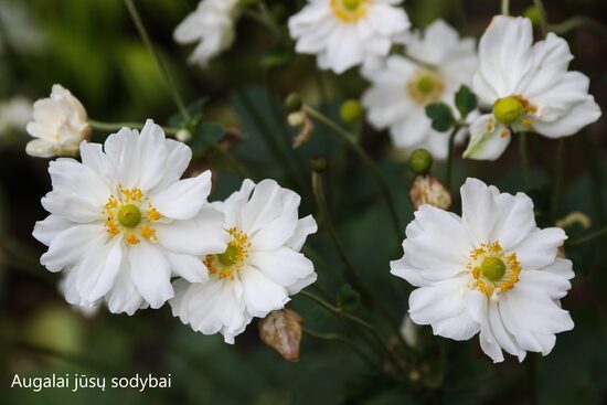 Plukė (Anemone x hybrida) 'Whirlwind'