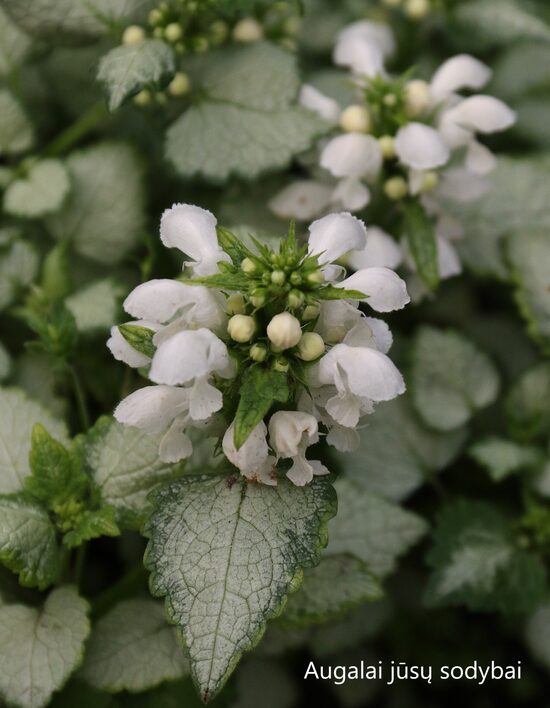 Dėmėtoji notrelė (Lamium maculatum) 'White Nansy'
