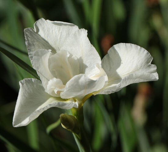 Sibirinis vilkdalgis (Iris sibirica) 'White Triangles'